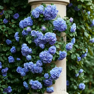 Роза плетистая Блю Перпл купить по цене от 540р. в интернет-магазине «Посадика» с доставкой почтой в в Вязьмае и по всей России – [изображение №1].